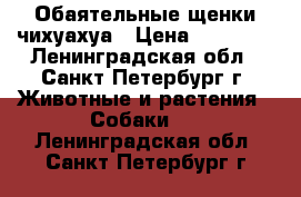 Обаятельные щенки чихуахуа › Цена ­ 10 000 - Ленинградская обл., Санкт-Петербург г. Животные и растения » Собаки   . Ленинградская обл.,Санкт-Петербург г.